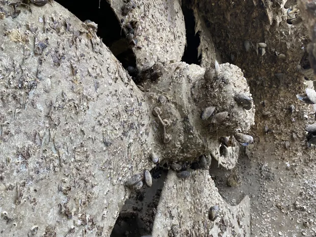 Image 6 of 8 - Kamewa Ulstein x 2 pcs - TT2000 VI CP